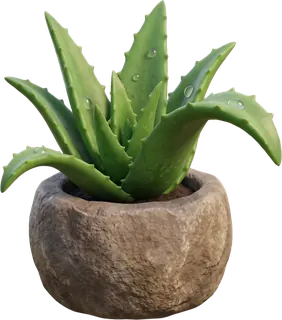 An aloe plant in a rough stone bowl.